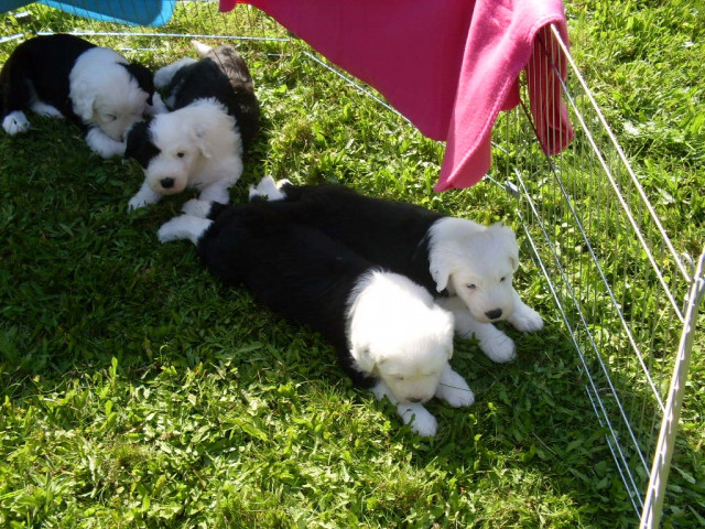 Bobtail Welpen - Tiere - Nordendorf