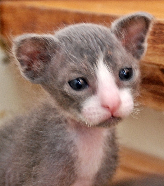 LaPerm, schöne, wesensfeste Kitten anzubieten - Tiere - Sankt Augustin