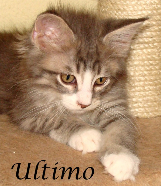 Maine Coon Babys ab 300€ - Tiere - Nienburg/W