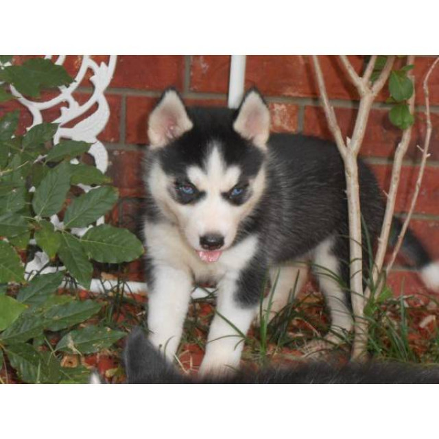  Gesunde Siberian Husky Welpen sofort verfügbar - Tiere - Herford